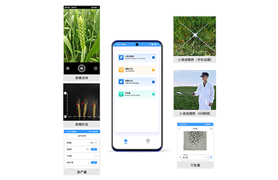 渝中区小麦亩穗数分析仪IN-XM02